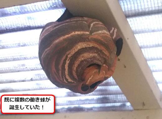 コガタスズメバチの巣駆除