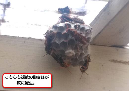 セグロアシナガバチの巣駆除