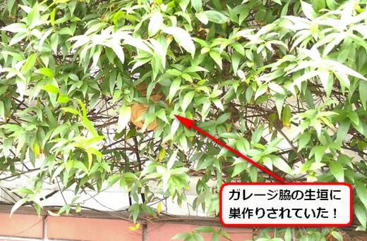 7月15日スズメバチ