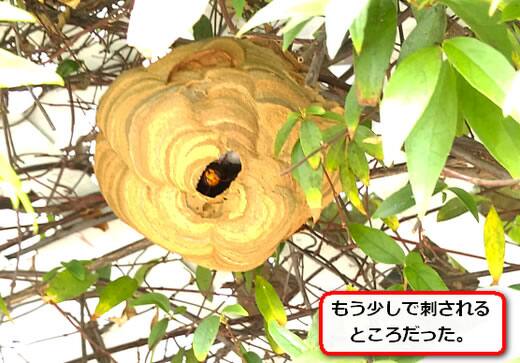 生垣スズメバチ巣