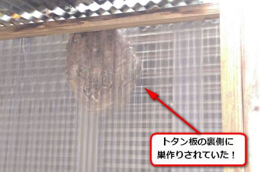 10月9日スズメバチ
