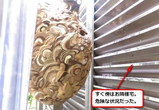 トタン板スズメバチ巣