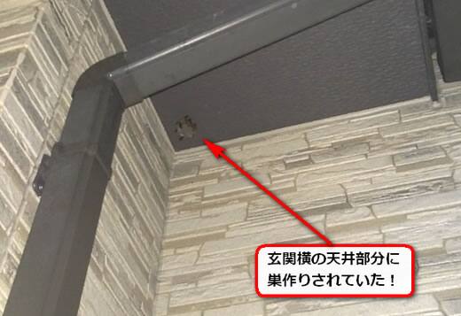 蜂の巣玄関先