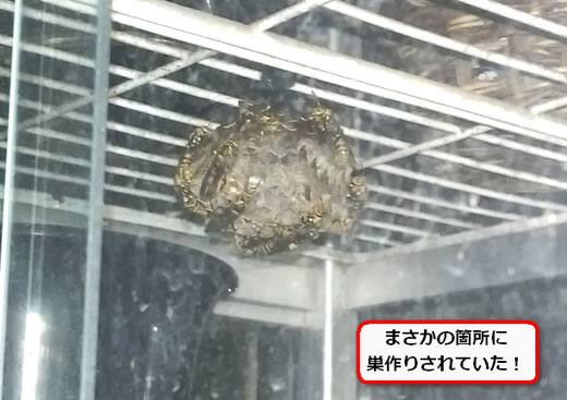 アシナガバチ巣ガラス棚
