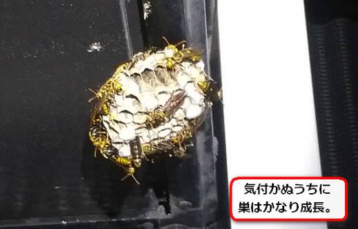 アシナガバチ巣ベランダ
