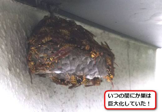 出窓アシナガバチ巣