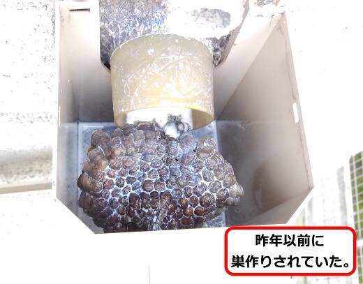 排水口蜂の巣