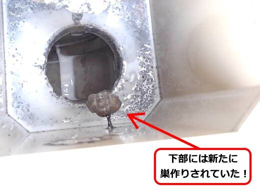 排水口アシナガバチ巣