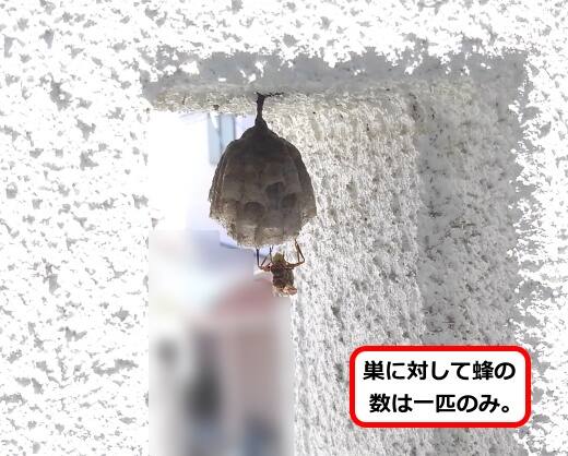 ベランダ壁面蜂の巣