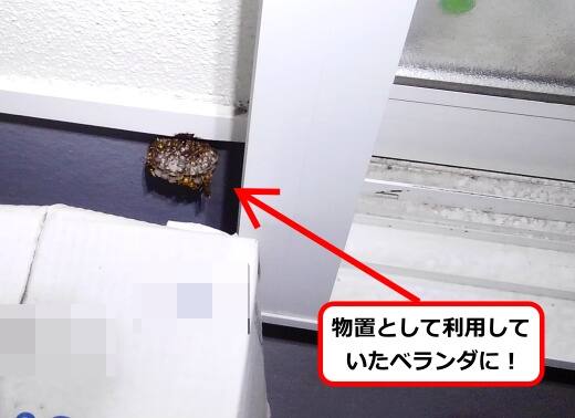 6月26日アシナガバチ