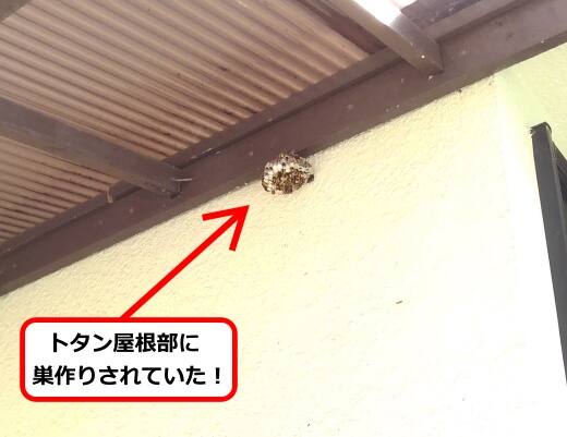 8月8日アシナガバチ