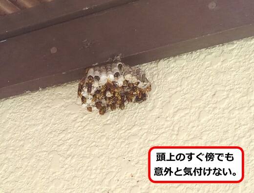 屋根アシナガバチ巣