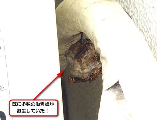 アシナガバチ巣室外機