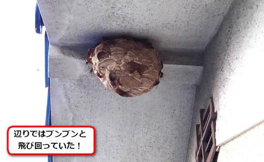 スズメバチ巣二階軒