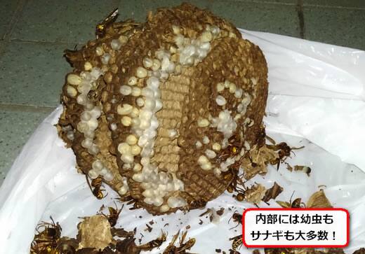 キイロスズメバチ巣