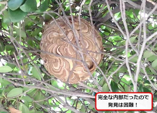 スズメバチ巣植木内部