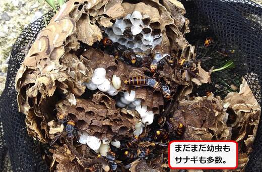 コガタスズメバチの巣