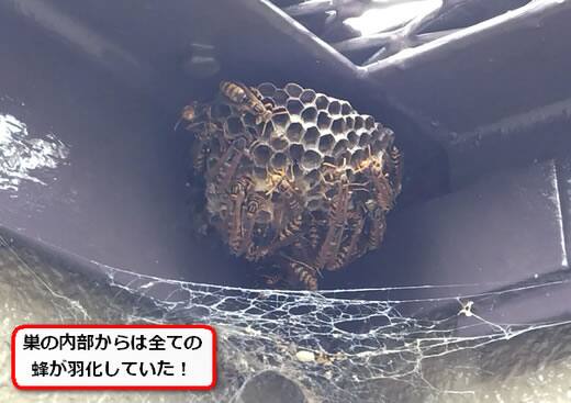 セグロアシナガバチの巣駆除