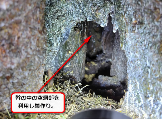 洞内部スズメバチ巣