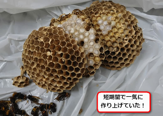 モンスズメバチ巣