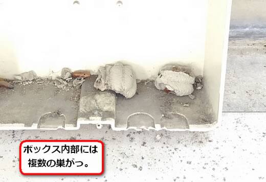 メーターボックスドロバチ巣
