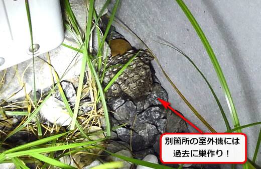 蜂の巣過去落下
