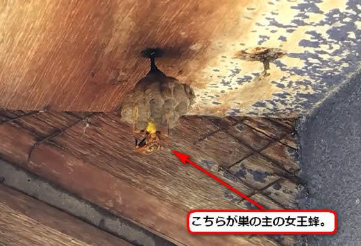 セグロアシナガバチの巣駆除