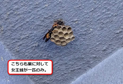 セグロアシナガバチの巣駆除
