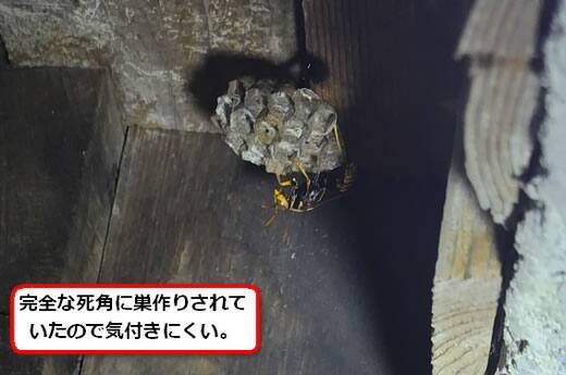 セグロアシナガバチの巣駆除