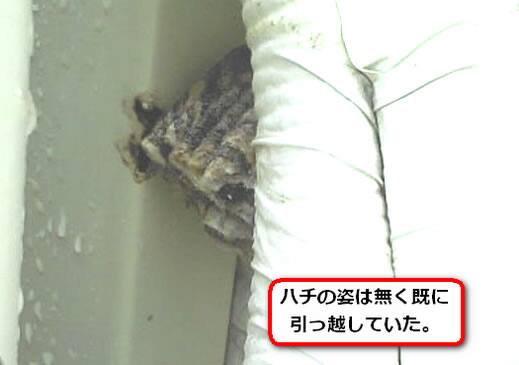 セグロアシナガバチの巣駆除