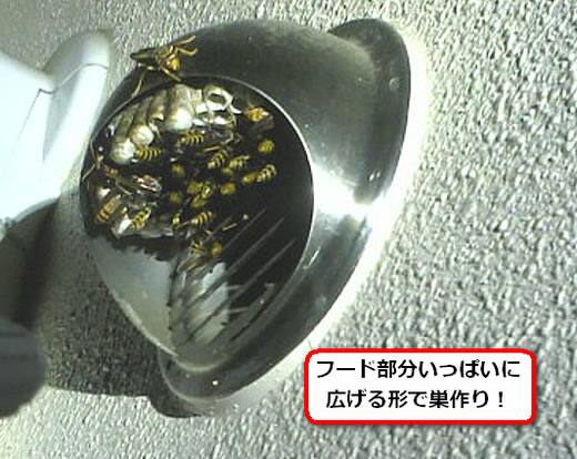 セグロアシナガバチの巣駆除