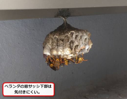 窓サッシ蜂の巣