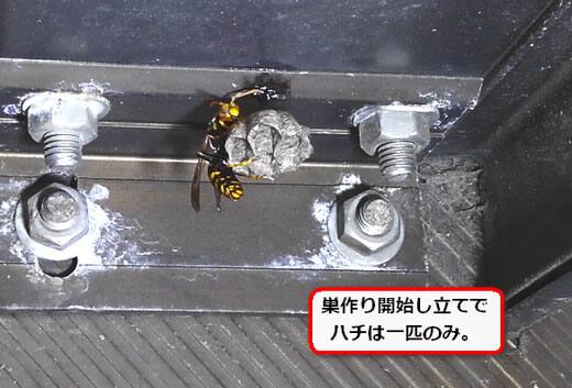 アシナガバチ巣階段裏