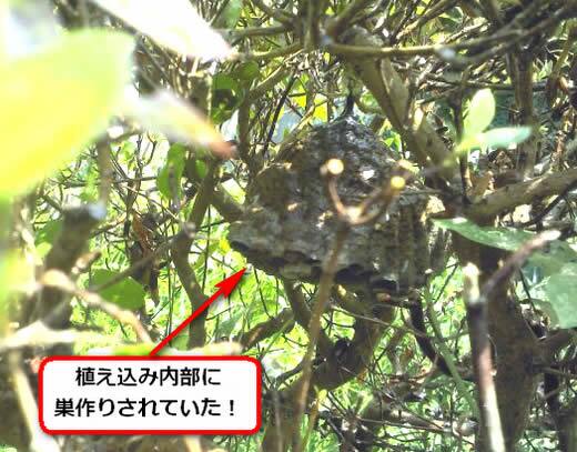セグロアシナガバチの巣駆除