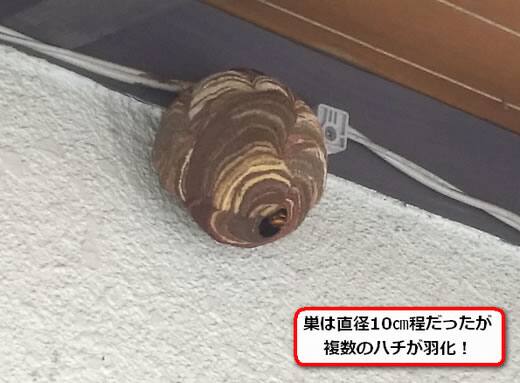 コガタスズメバチの巣駆除軒