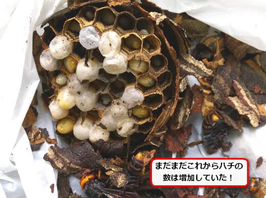 コガタスズメバチの巣内部