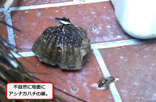 アシナガバチの巣落下