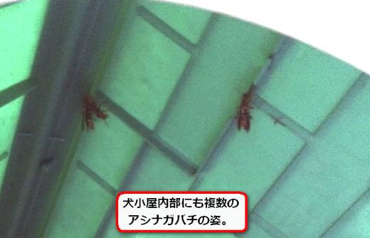 アシナガバチ駆除犬小屋