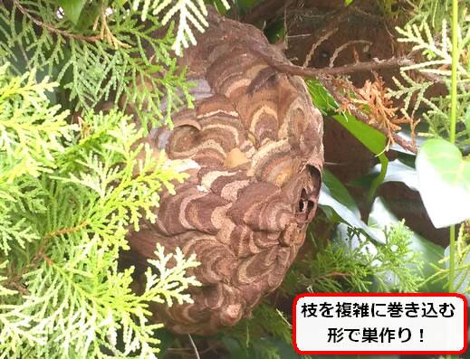コガタスズメバチの巣駆除