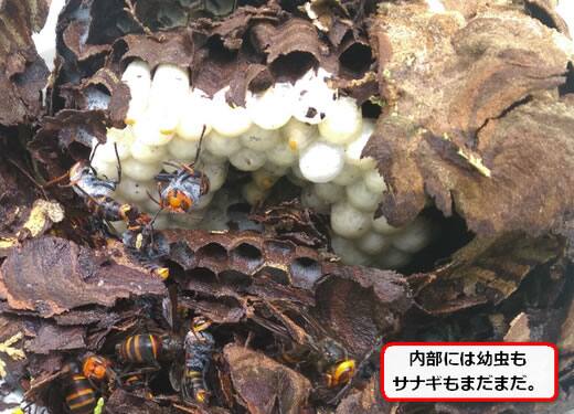 スズメバチの巣内部