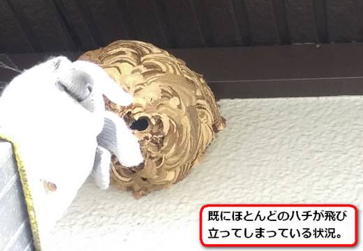 コガタスズメバチの巣空