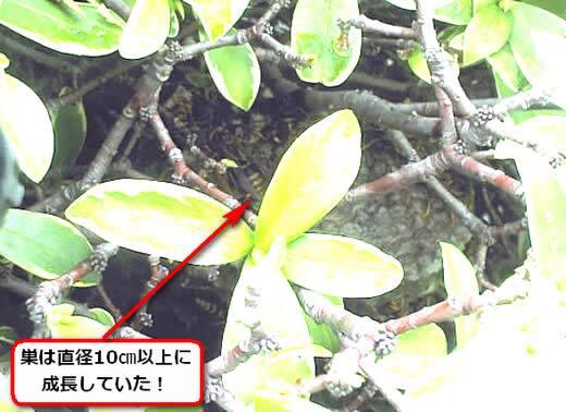 セグロアシナガバチの巣駆除
