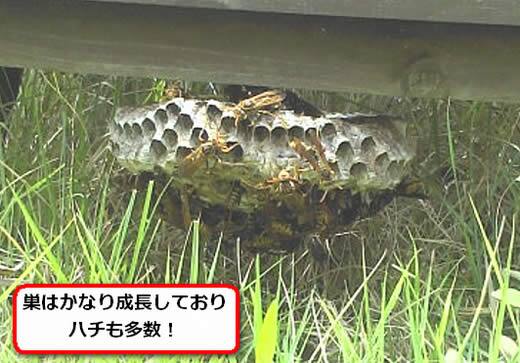 セグロアシナガバチの巣駆除