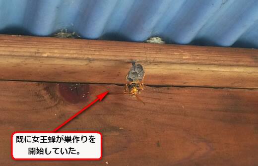 セグロアシナガバチの巣駆除