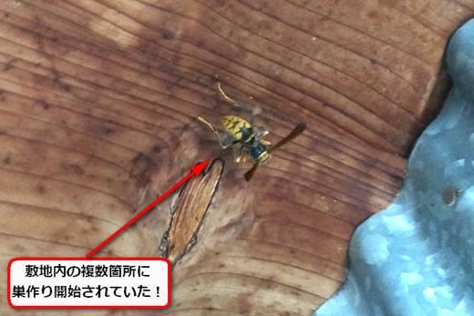 アシナガバチの巣初期