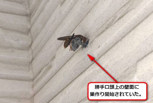 セグロアシナガバチの巣駆除