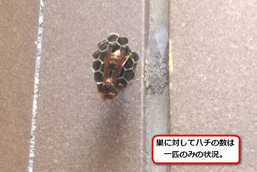 セグロアシナガバチの巣マンション