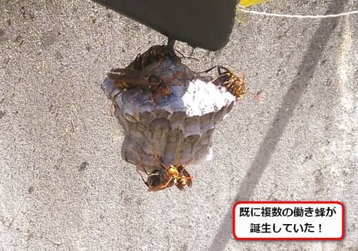 セグロアシナガバチの巣駆除