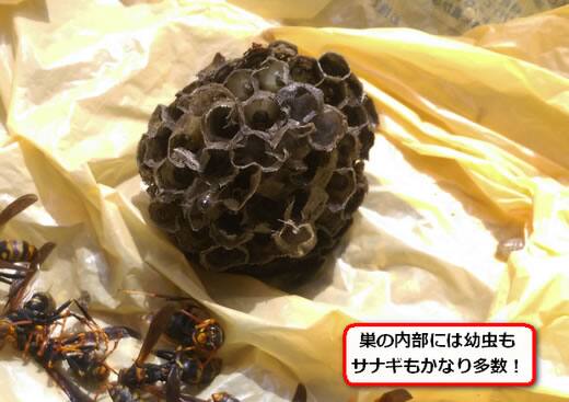 アシナガバチの巣内部