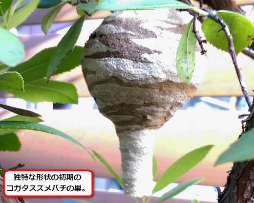 コガタスズメバチの巣初期